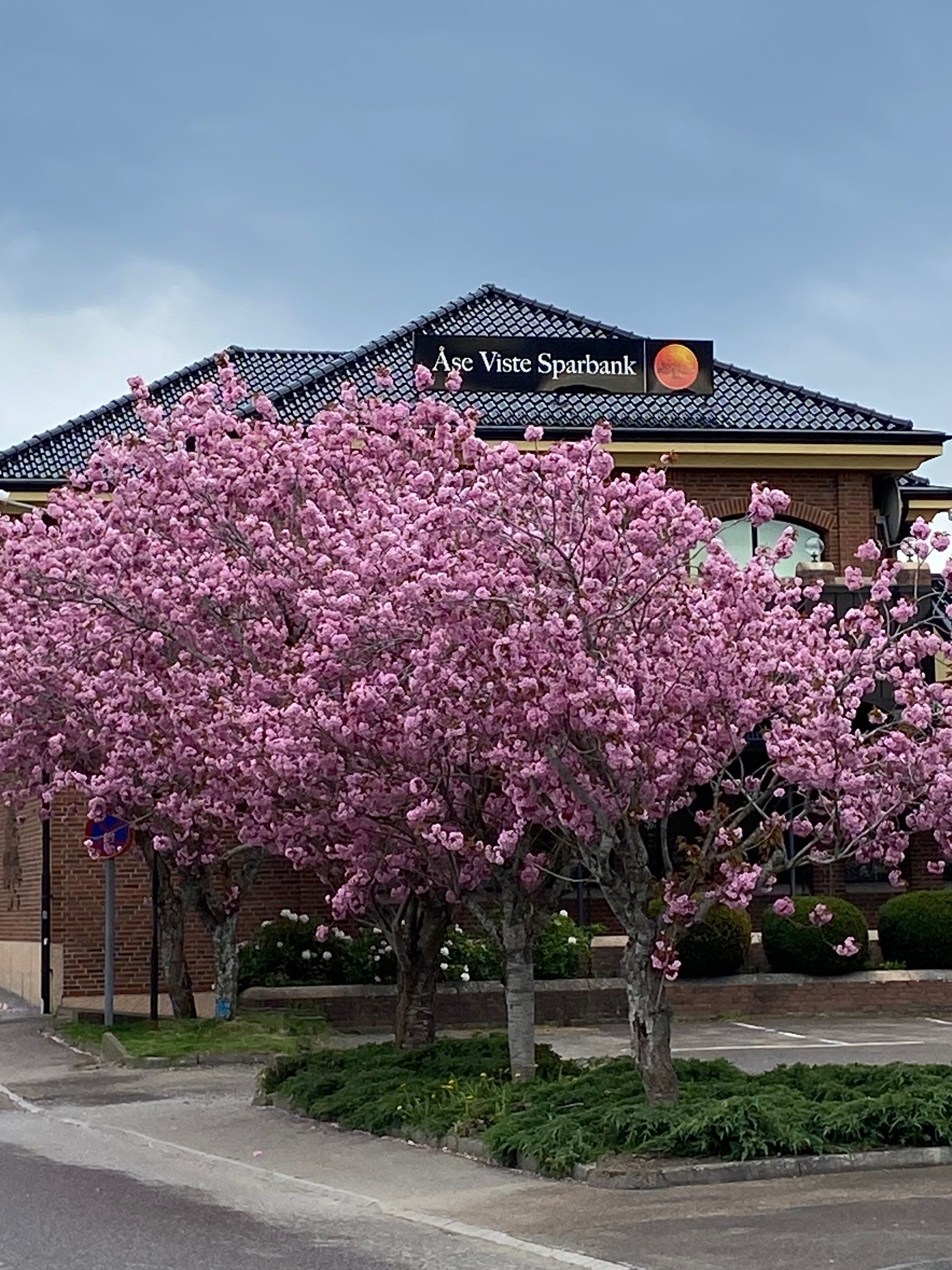 trees in front of bank