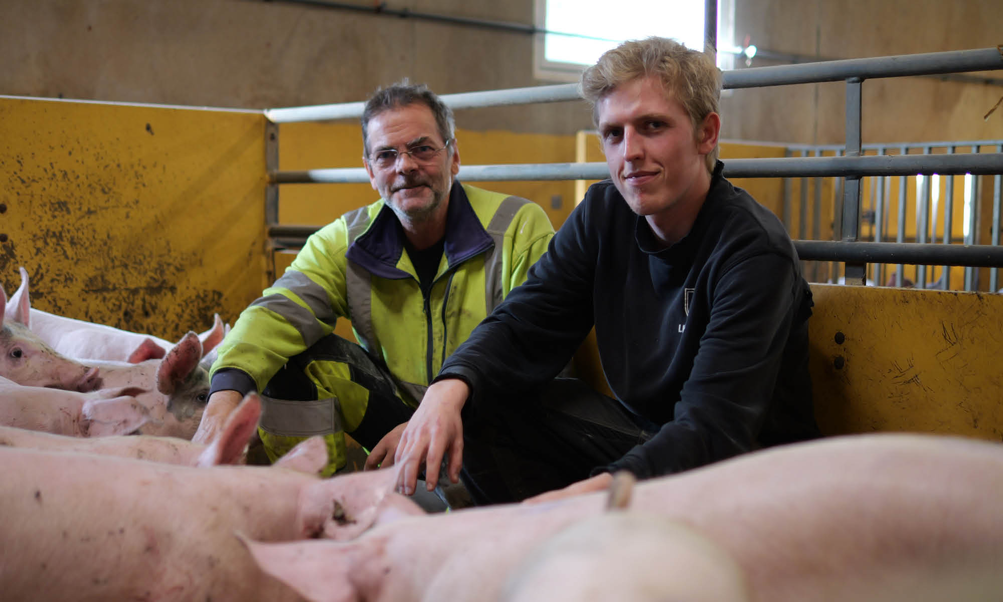 Lantbrukare bland massa grisar